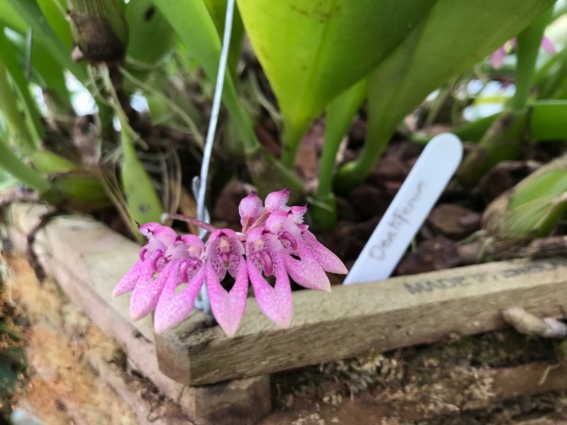 Bulbophyllum dentiferum syn. fenestratum