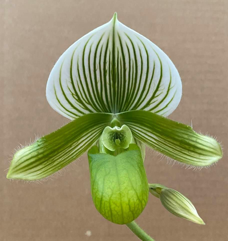 Paphiopedilum Shun-Fa Alex x Doya Green Prince