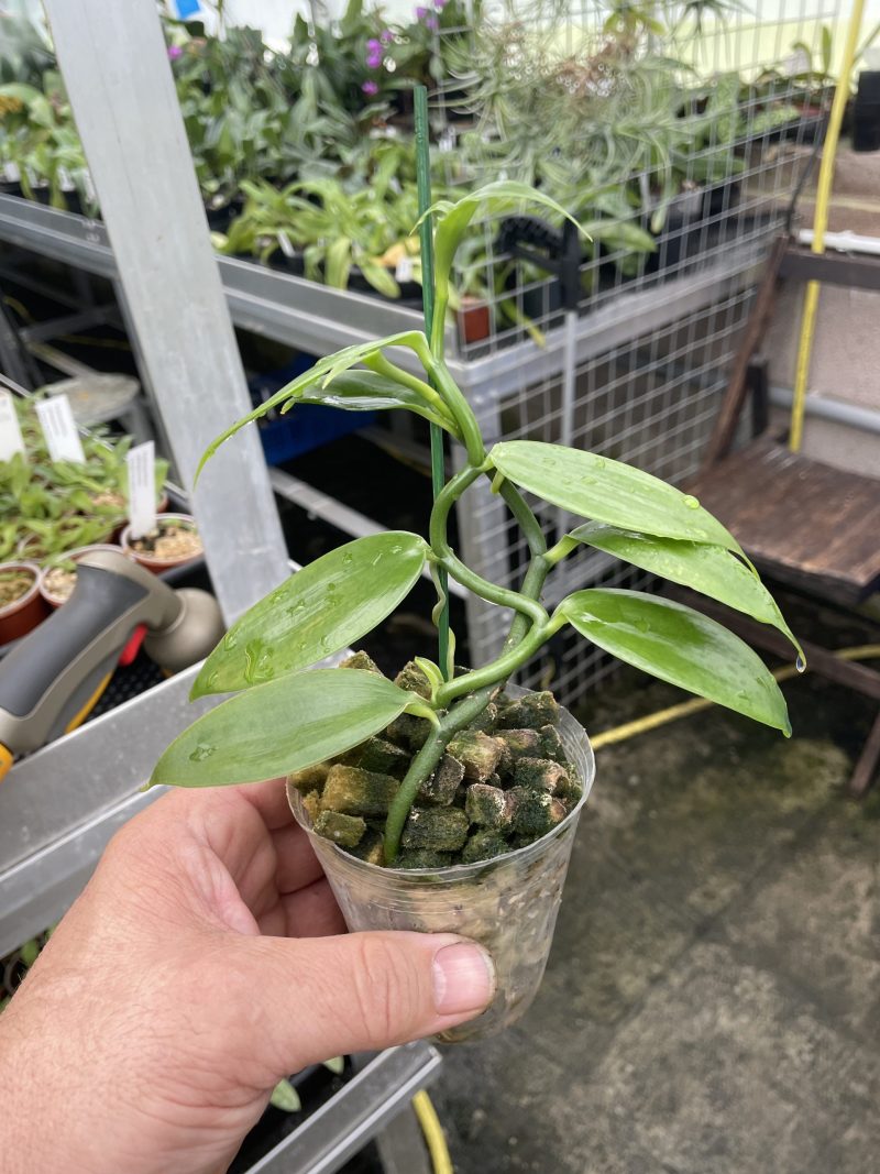 Vanilla planifolia