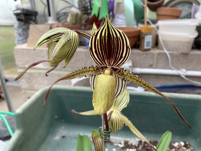 Paphiopedilum Saint Swithin (rothschildianum x philippinense)
