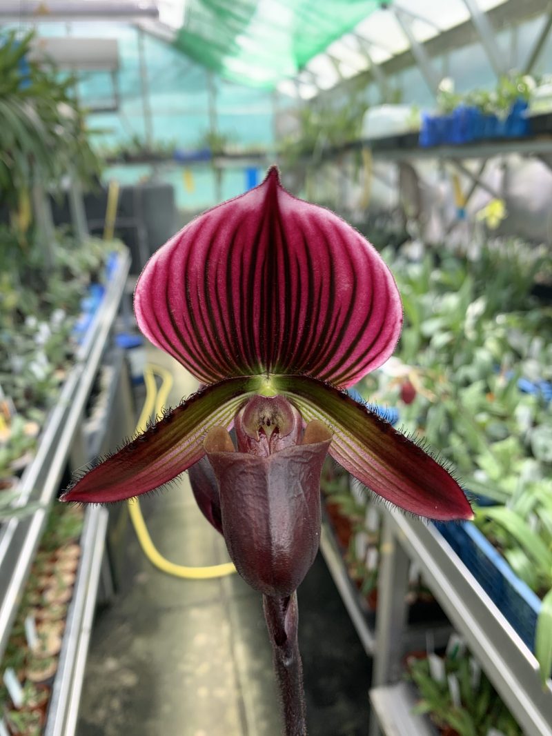Paphiopedilum Hung Sheng Red (Pulsar x Shin Yi Apple)