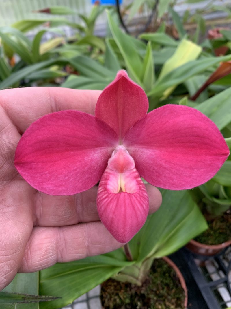 Phragmipedium Lovely Lynne (Fritz Schomburg x Peruflora's Cirila Alca)