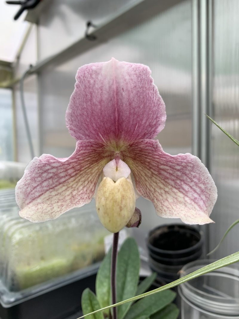 Paphiopedilum Pari's Cherry (charlesworthii x thaianum)