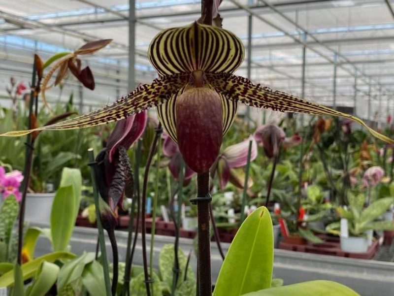 Paphiopedilum rothschildianum 'Tokyo Titan' x 'Spread Eagle'