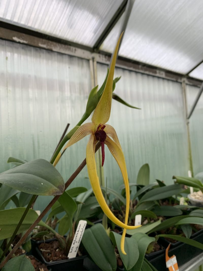 Bulbophyllum Wilbur Chang (echinolabium x carunculatum)