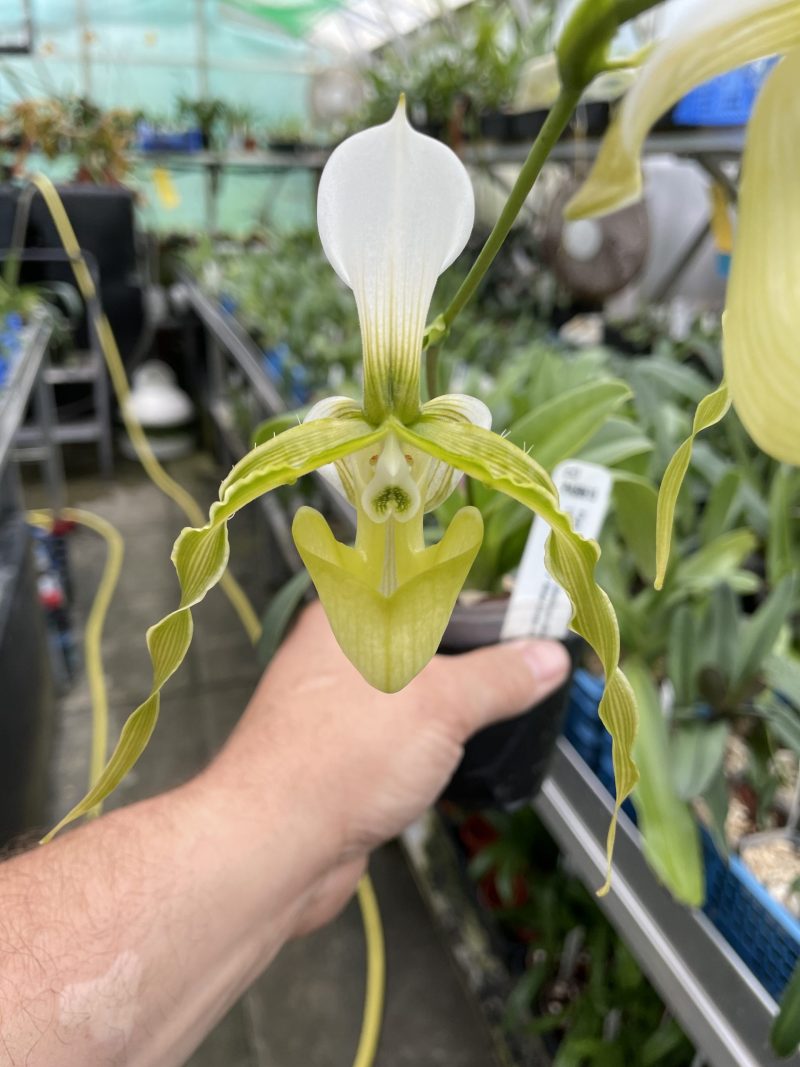 Paphiopedilum parishii var. dianthum album x sib