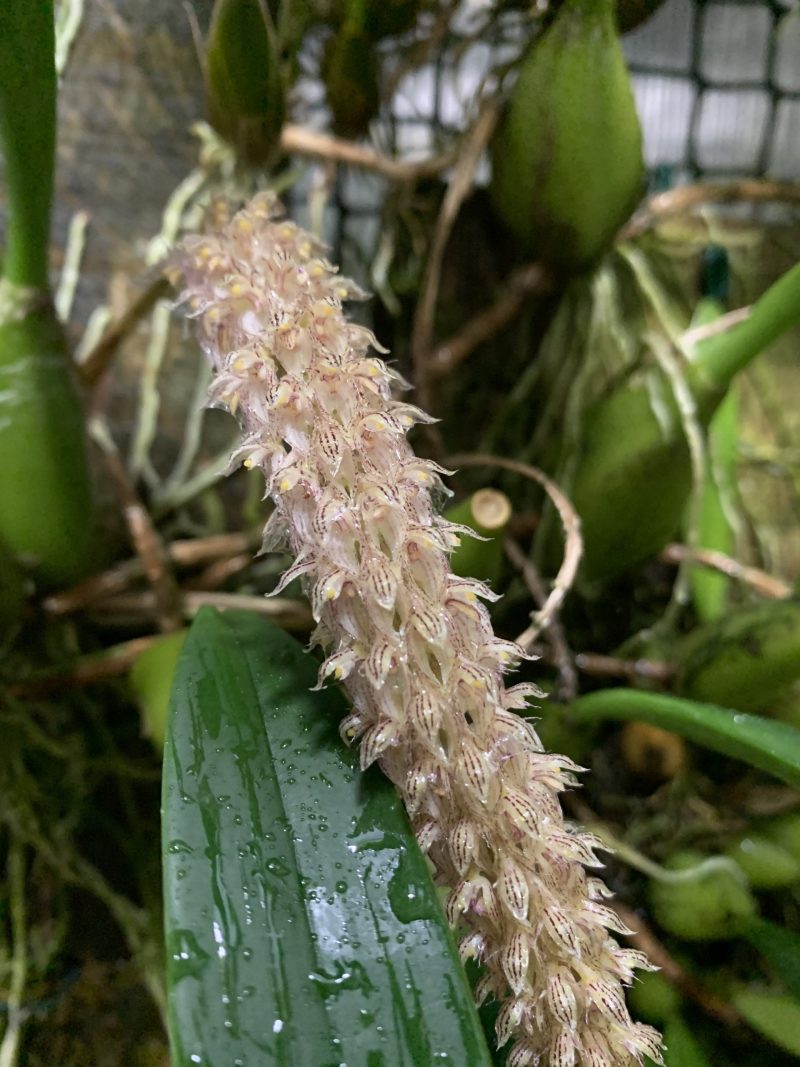 Bulbophyllum coniferum