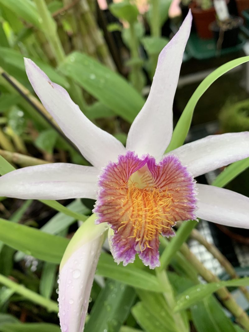 Thunia Gattonensis (majorensis X winniana)