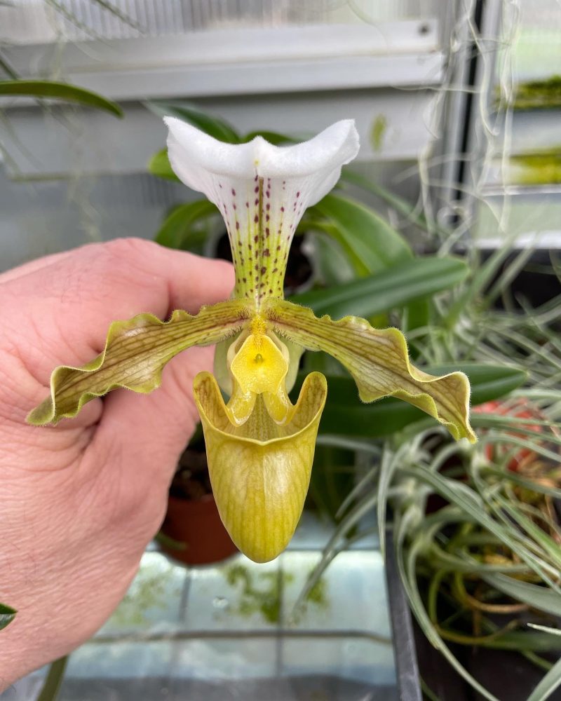 Paphiopedilum Denehurst 'Surprice' AM/AOS x tranlienianum album