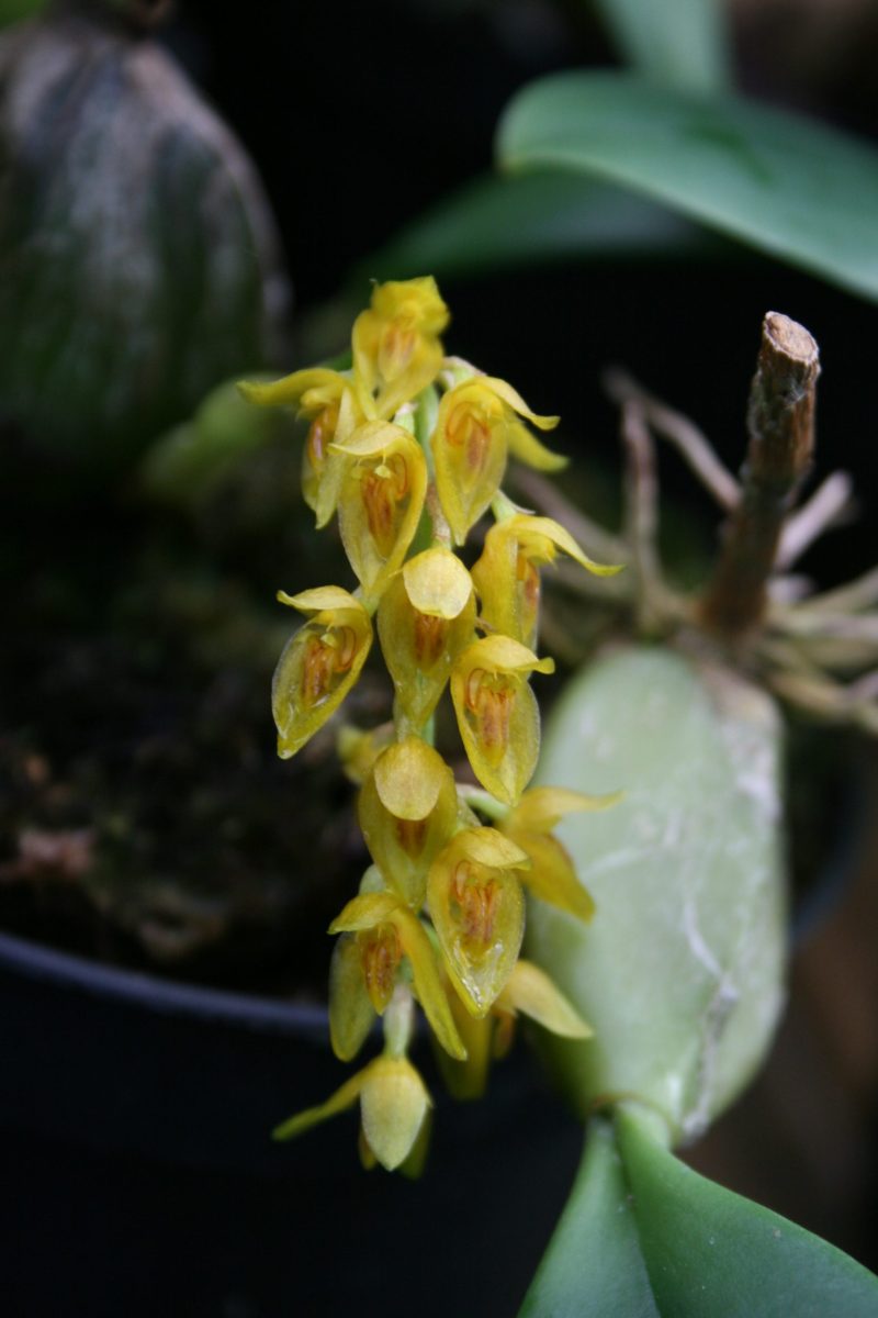 Bulbophyllum cupreum
