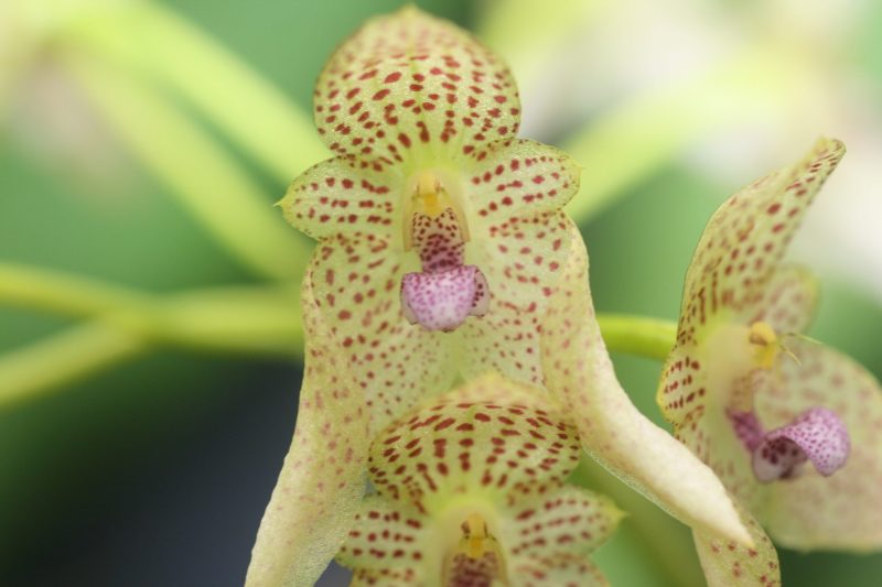 Bulbophyllum guttulatum
