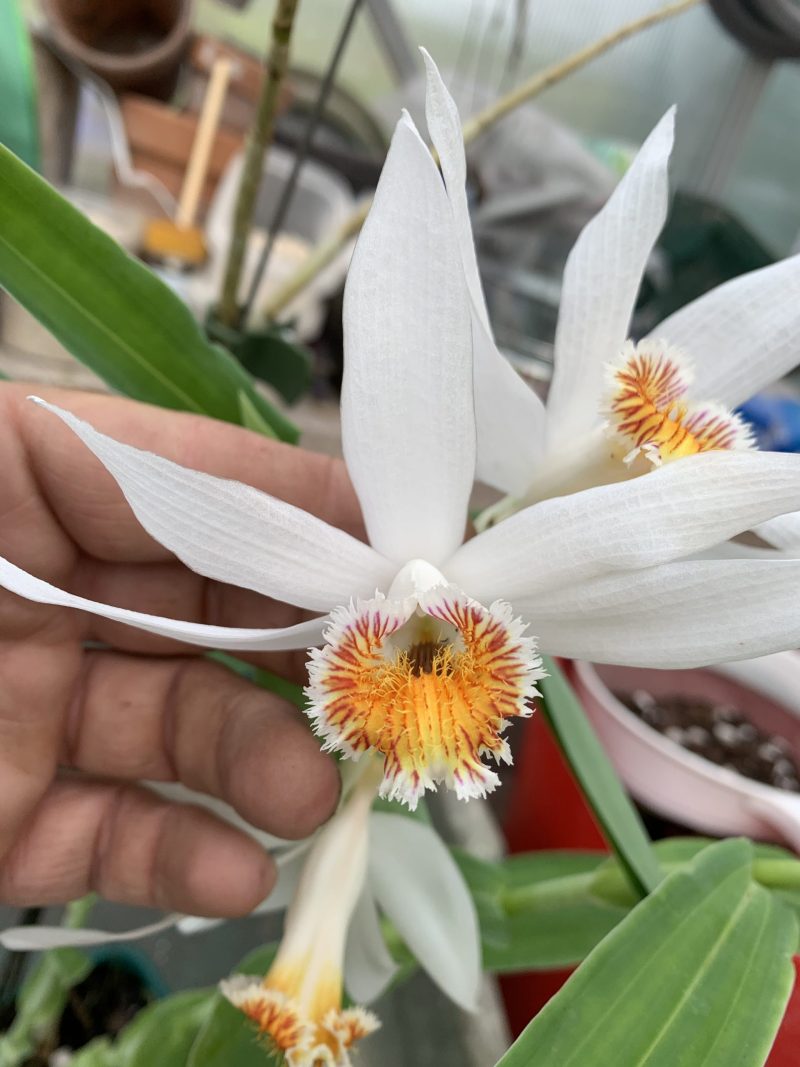 Thunia marshalliana