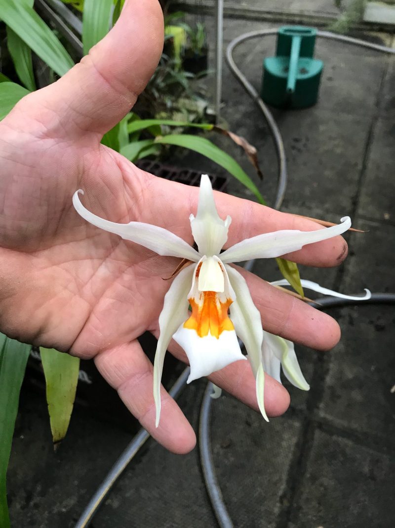 Coelogyne lawrenceanum x ochracea #1