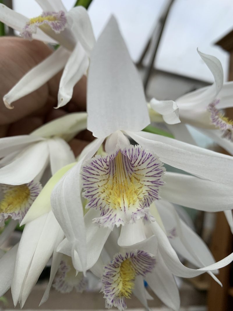 Thunia alba