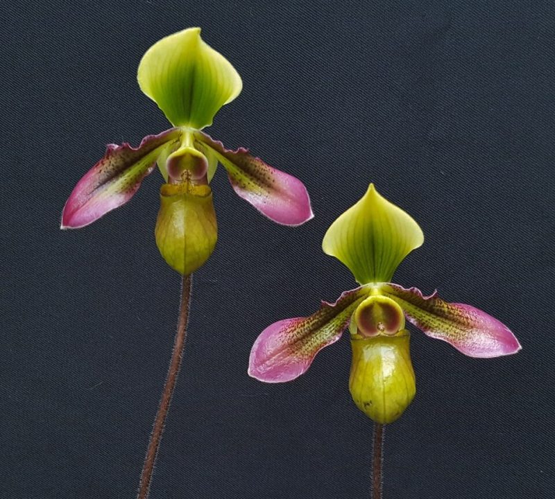 Paphiopedilum hookerae