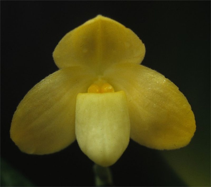 Paphiopedilum concolor fma album