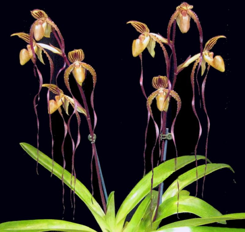 Paphiopedilum Angel Hair (Saint Swithin 'Jumbo Jamboree' AM/AOS x sanderianum 'Sam Tsui' AM/AOS)