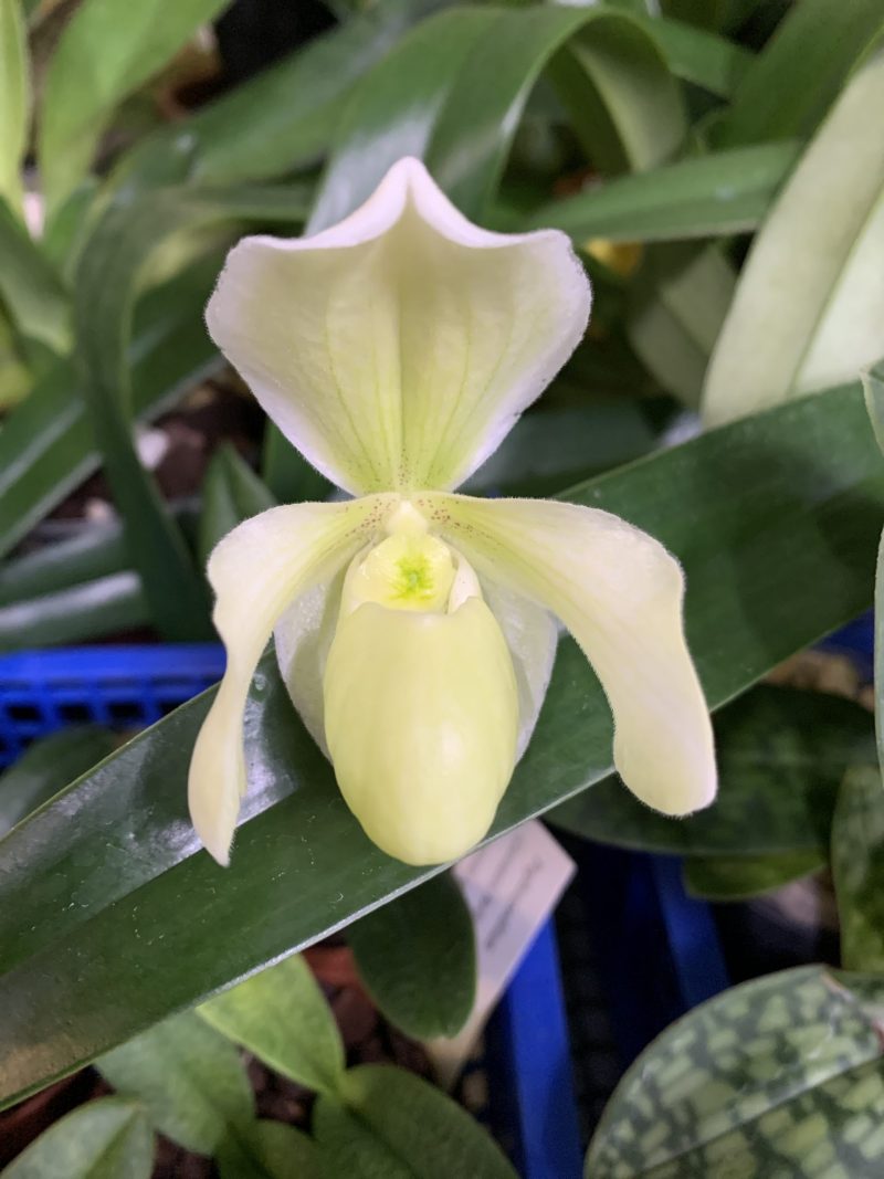 Paphiopedilum Giovanni Bellini (thaianum x Pacific Rainbow 'Chimera' AM/AOS)