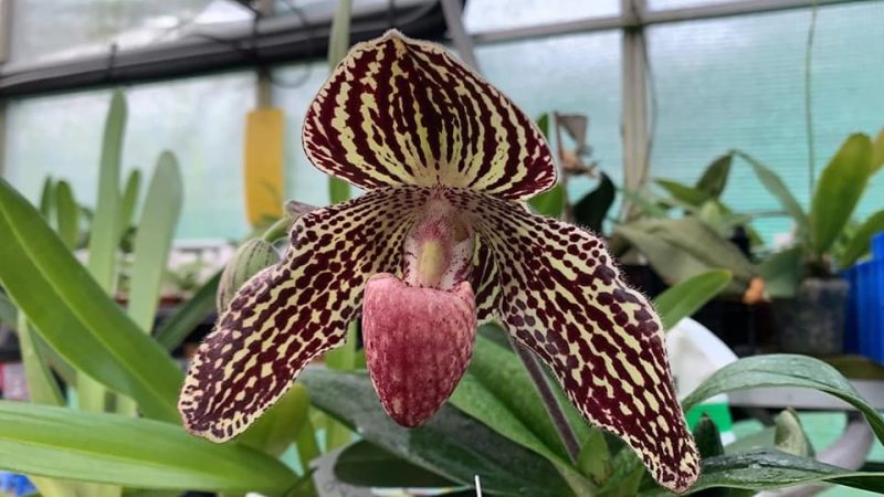 Paphiopedilum Hiro Luna x rothschildianum