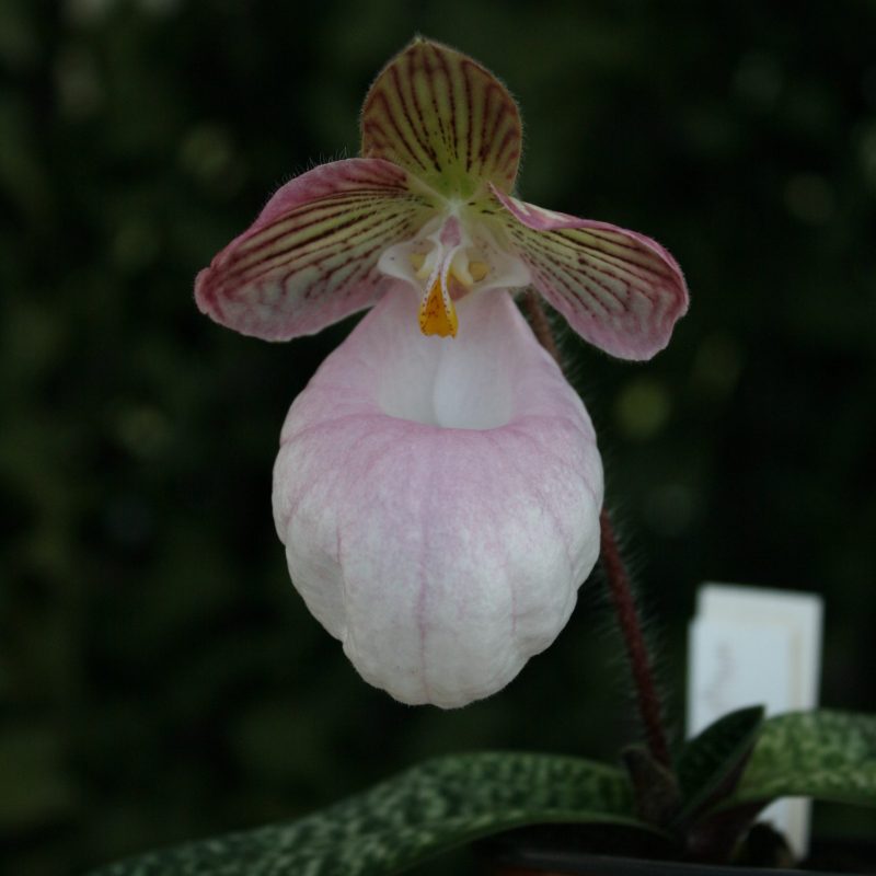 Paphiopedilum-micranthum-elite-orchids