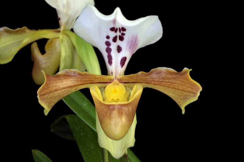 Paphiopedilum gratrixianum var daoense