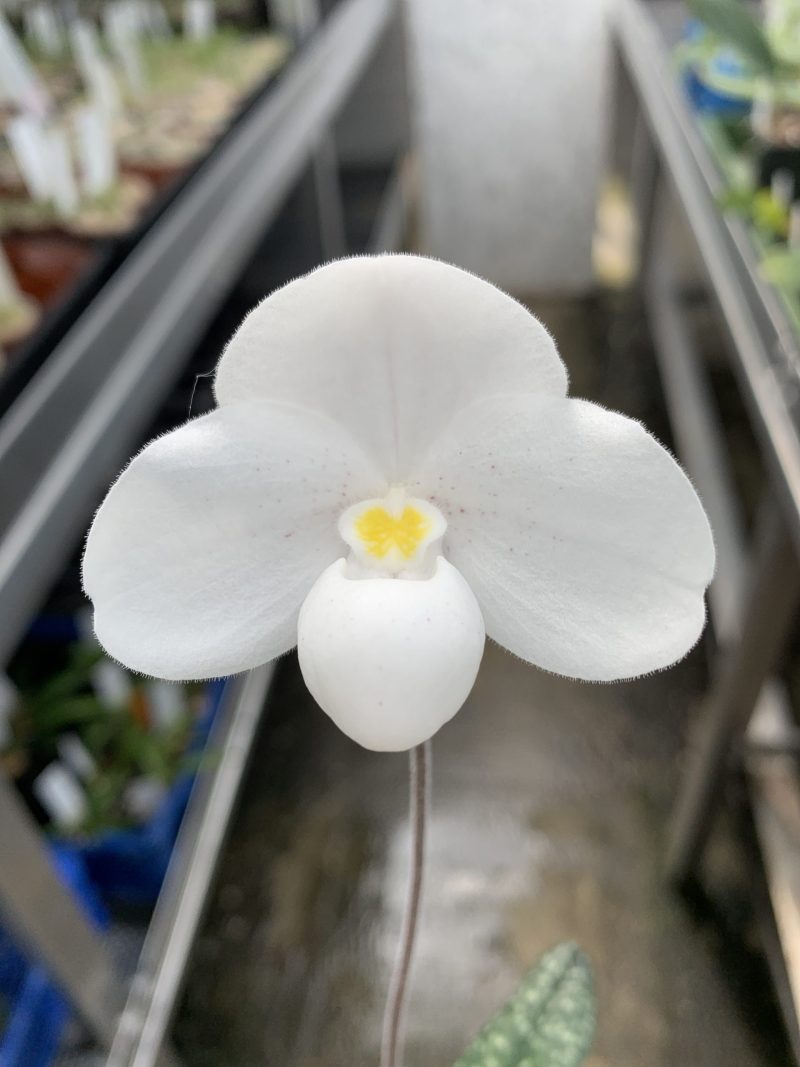 Paphiopedilum Nathaniel's Clarity (thaianum x niveum)