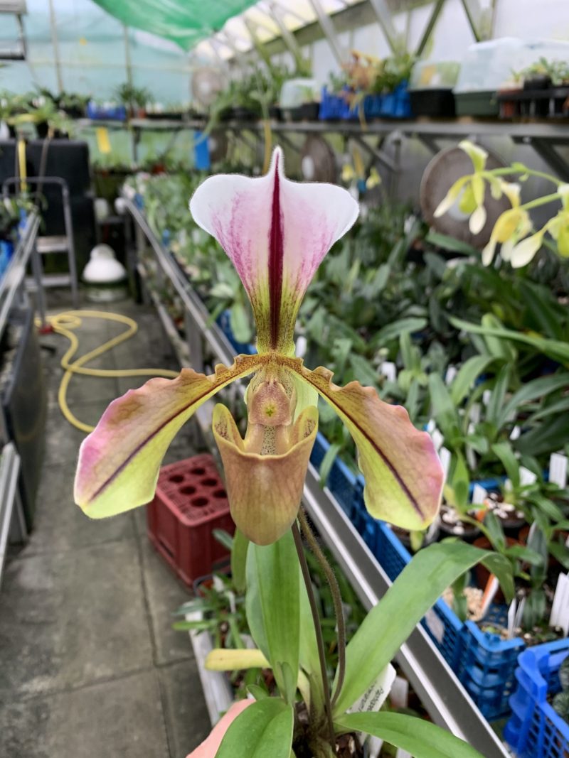Paphiopedilum x Lushuiense (spicerianum x villosum)