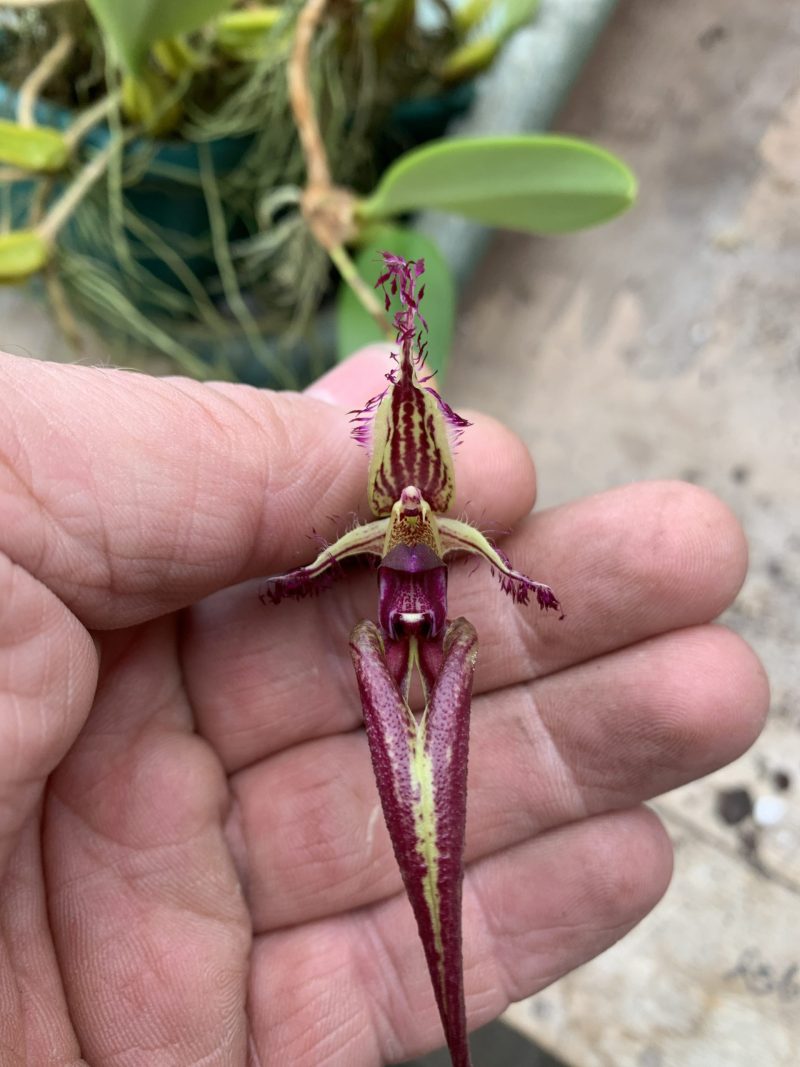 Bulbophyllum fascinator x appendiculatum