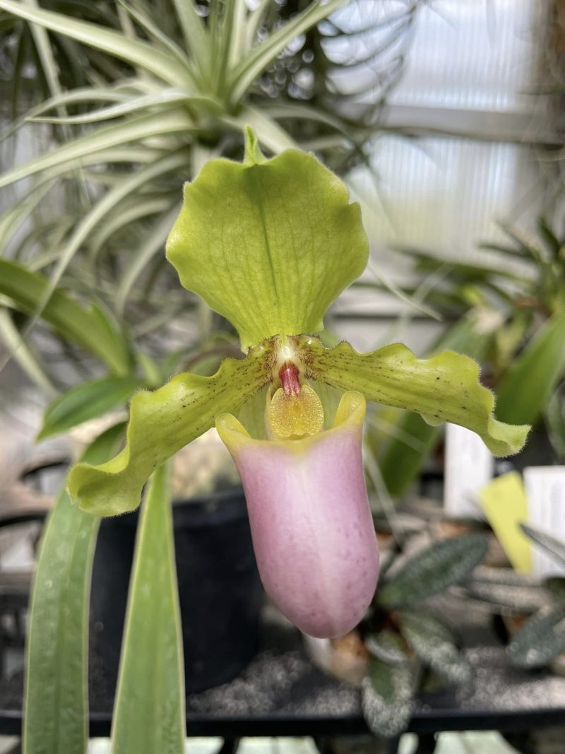 Paphiopedilum henryanum fma. christae