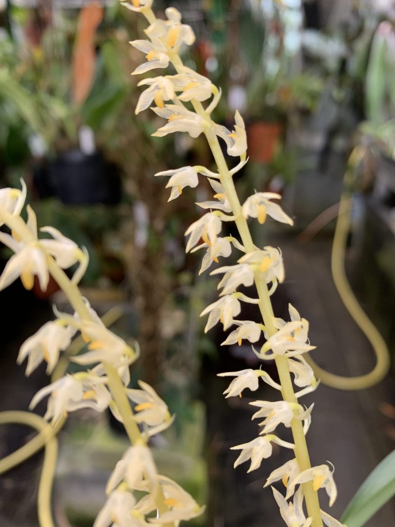 Bulbophyllum gibbosum  '4469'