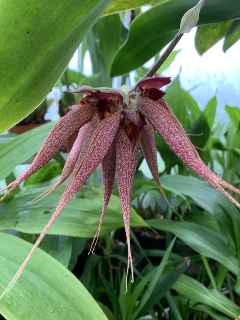 Bulbophyllum Krairit Vejvarut (longissimum x phalaenopsis)