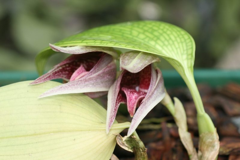 Bulbophyllum reticulatum