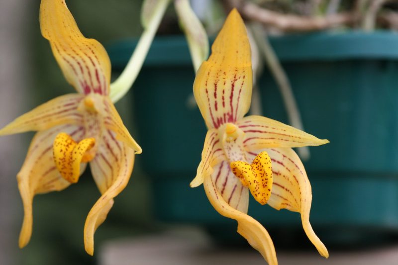 Bulbophyllum variabile 'Elite's 1st'
