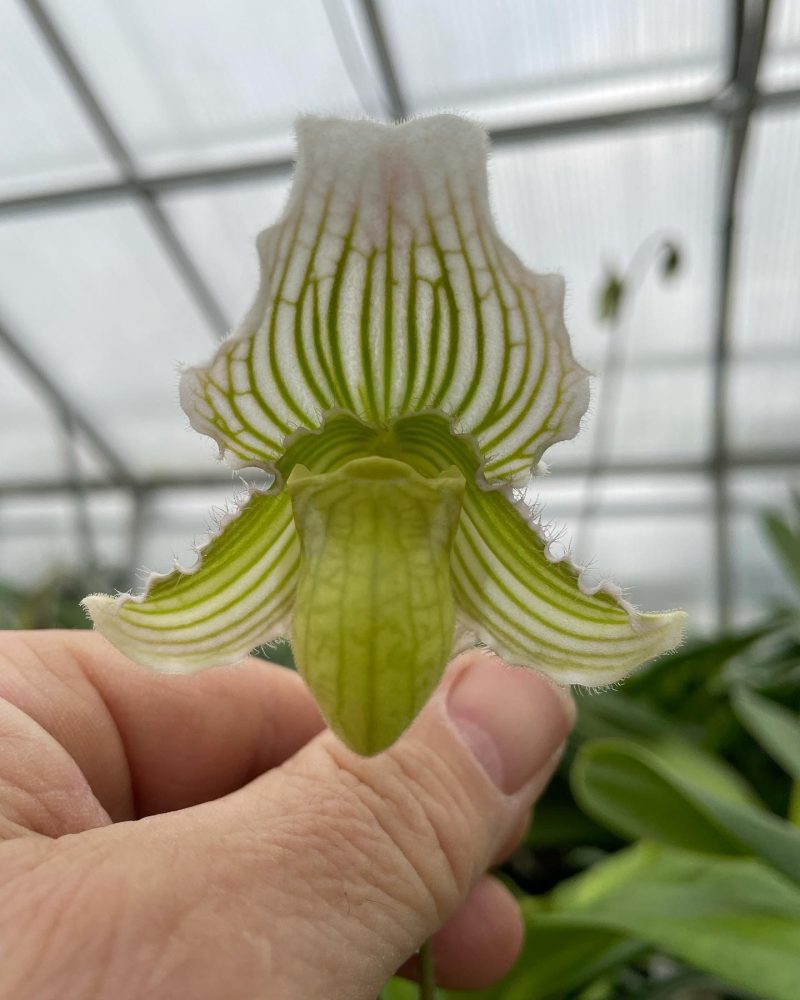 Paphiopedilum fairrieanum fma bohlmannianum (album)