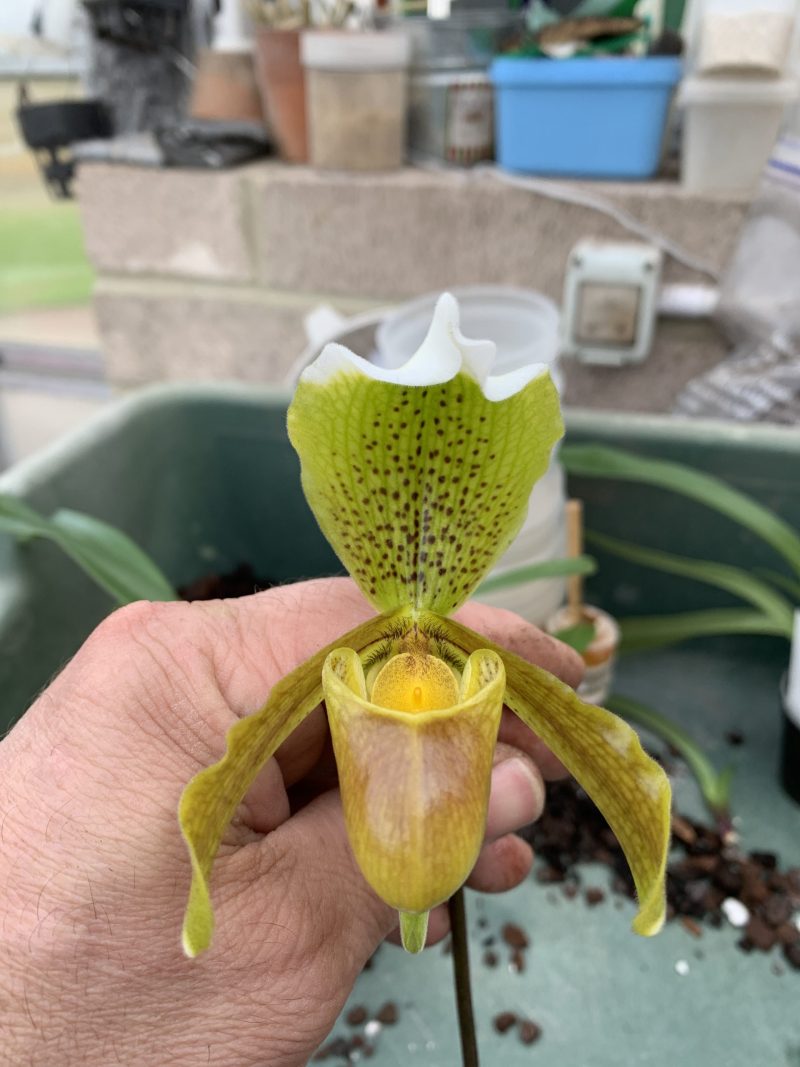 Paphiopedilum insigne