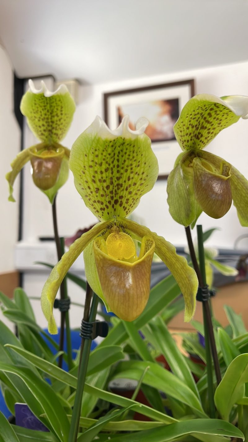 Paphiopedilum insigne - Image 3