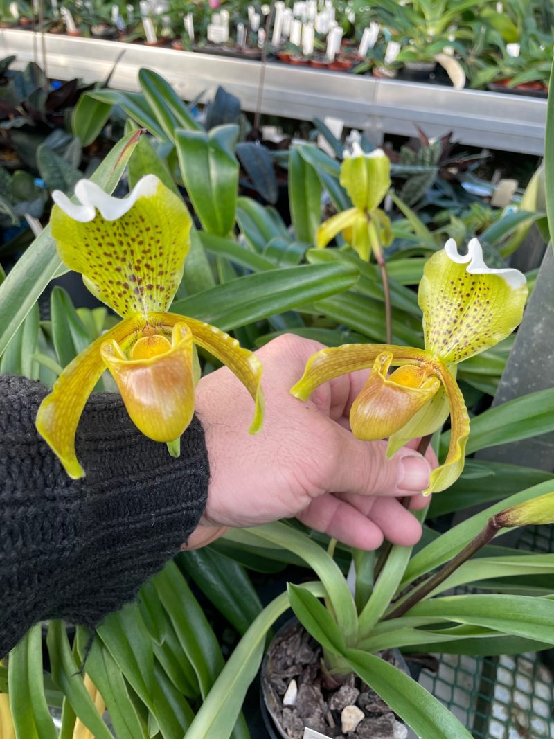 Paphiopedilum insigne - Image 2