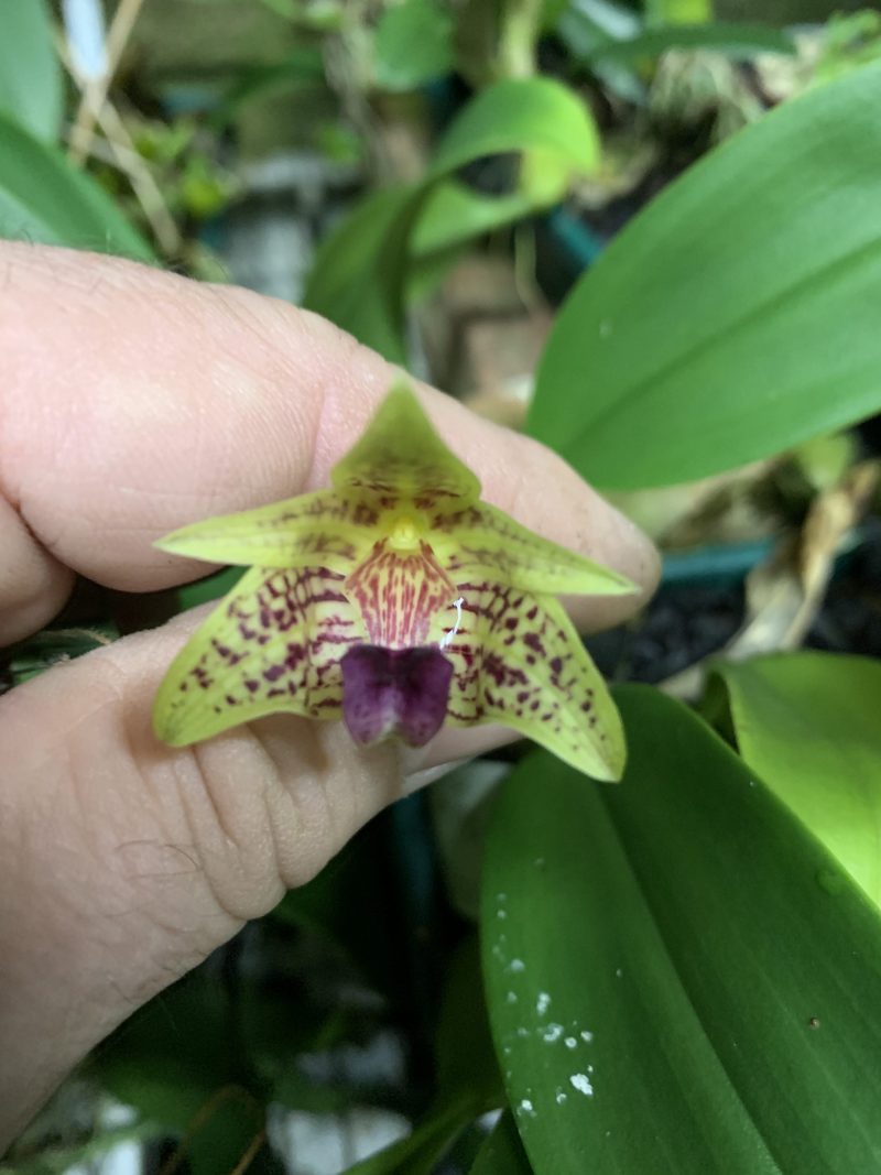 Bulbophyllum rufuslabrum syn coweniorum
