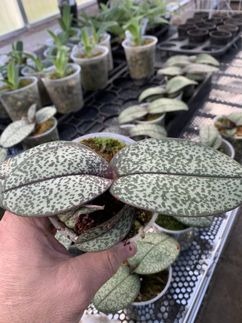 Doritis pulcherrima marmorata 4n