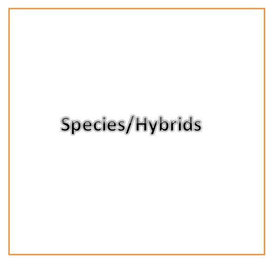 Species/Hybrid