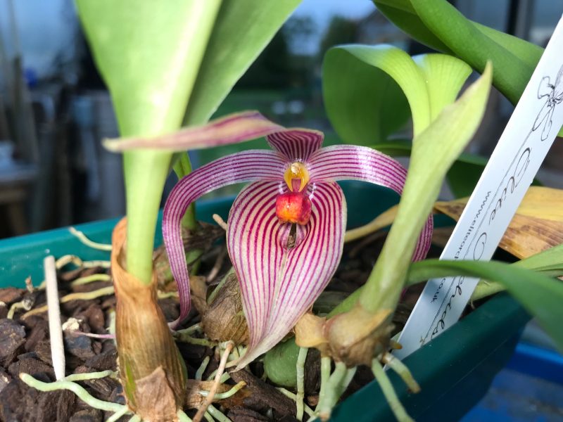 Bulbophyllum inunctum "Elite's 1st"