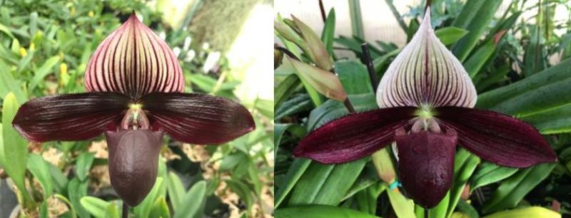 Paphiopedilum Petula’s Sensation 'Tannat' x Hawaiian Treasure 'Nebbiolo'  AM/AOS    PP1909