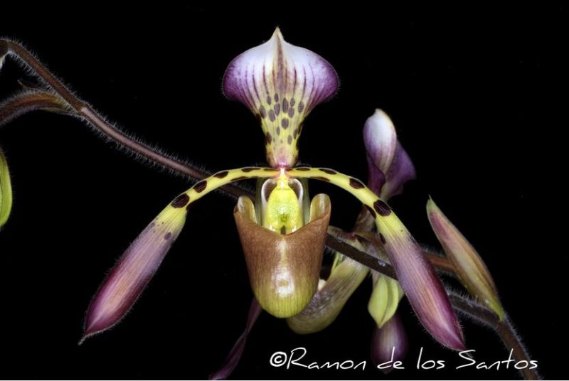 Paphiopedilum haynaldianum (‘Tavel’ AM/AOS x ‘Ramon’)  PP1901