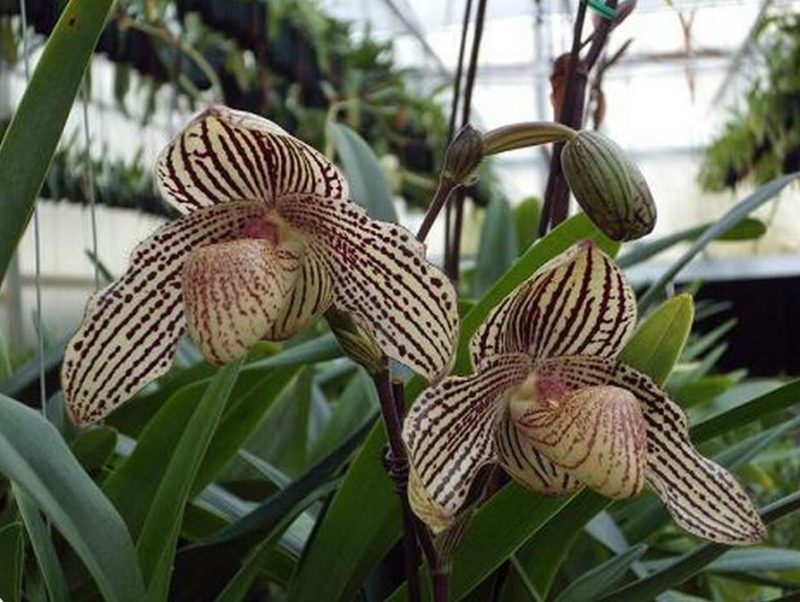 Paphiopedilum Mark Hasegawa (concolor ‘Full Moon’ x rothschildianum ‘X Hot’ SSM/JOGA)