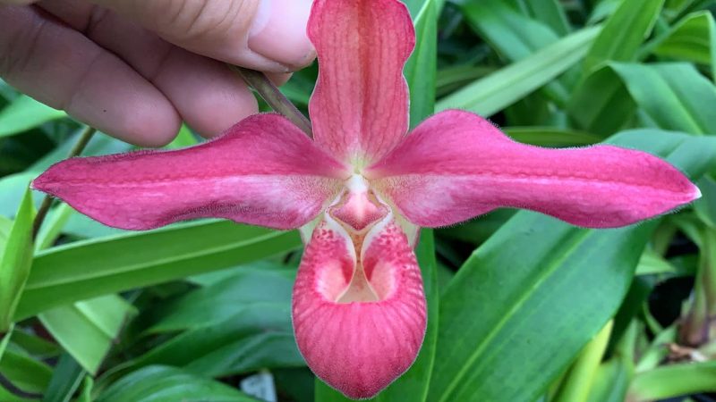 Phragmipedium Vingtaine du Mathias  (Sunset Glow × kovachii) EYOF 13710