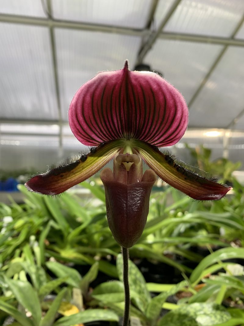 Paphiopedilum Maudiae 'Los Osos' AM/AOS x Paph. Hung Sheng Red Apple 'CY9269 #A'