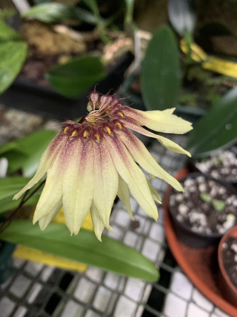 Bulbophyllum acuminatum 'Elite's 1st'