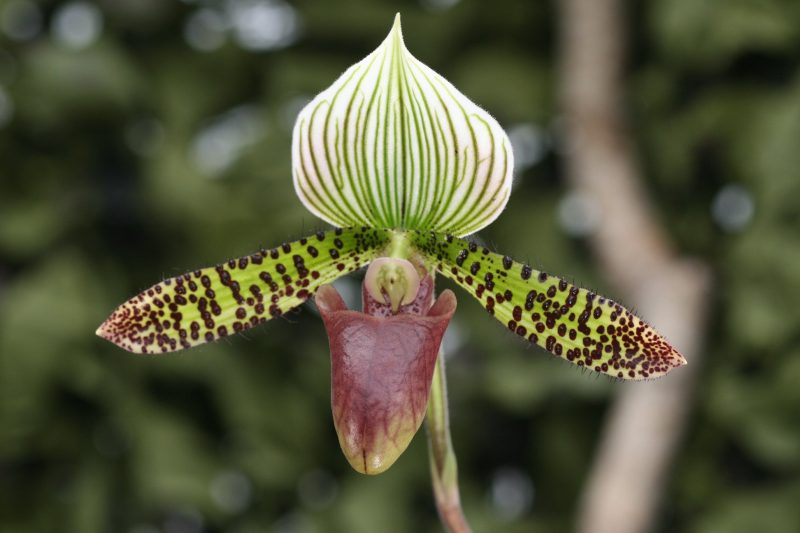 Paphiopedilum Chiara 'Elite's 1st' (lawrencianum x sukhakulii)
