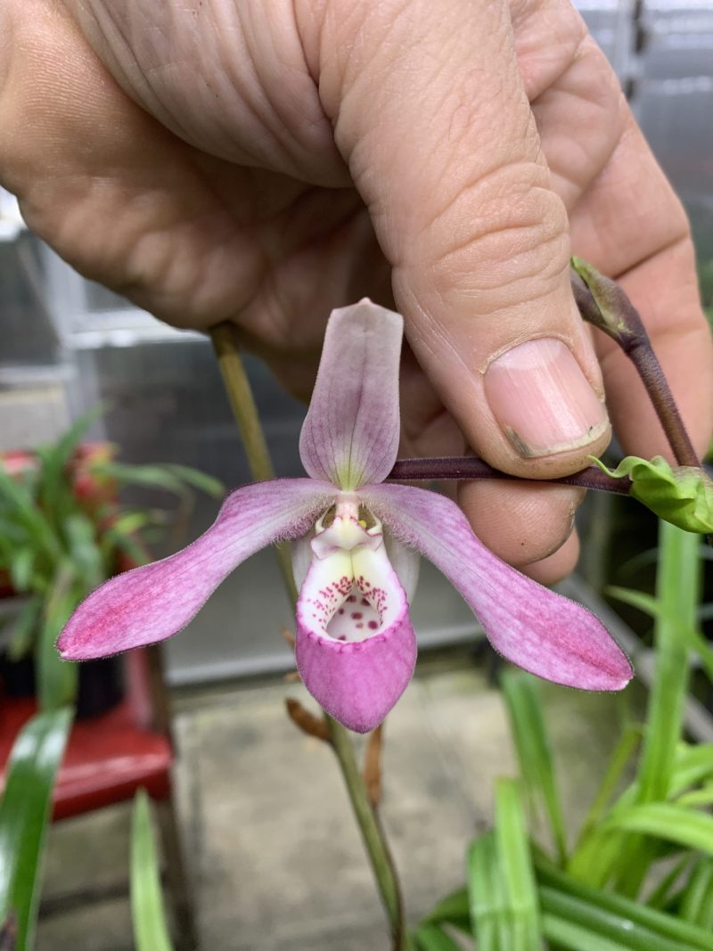 Phragmipedium Petite Nichette (andreettae x caricinum) (MM)