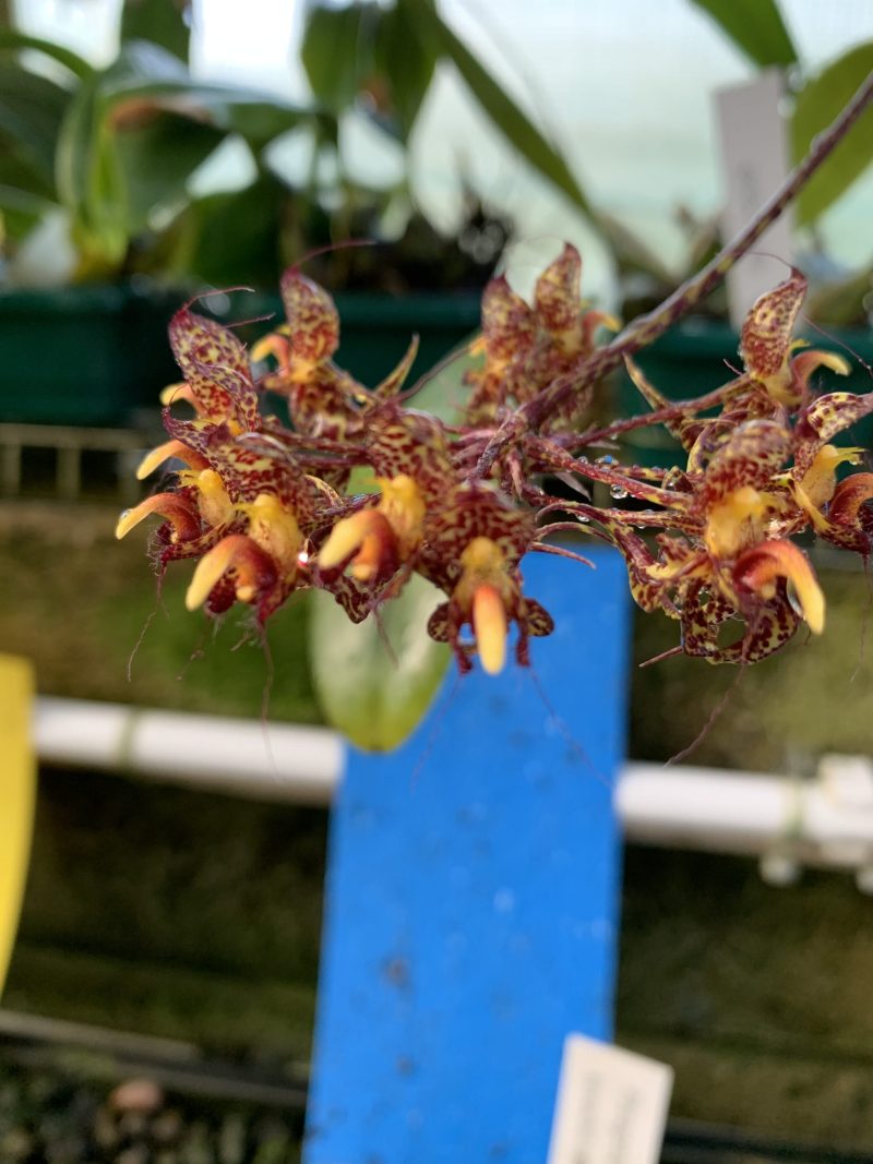 Bulbophyllum cornu-ovis
